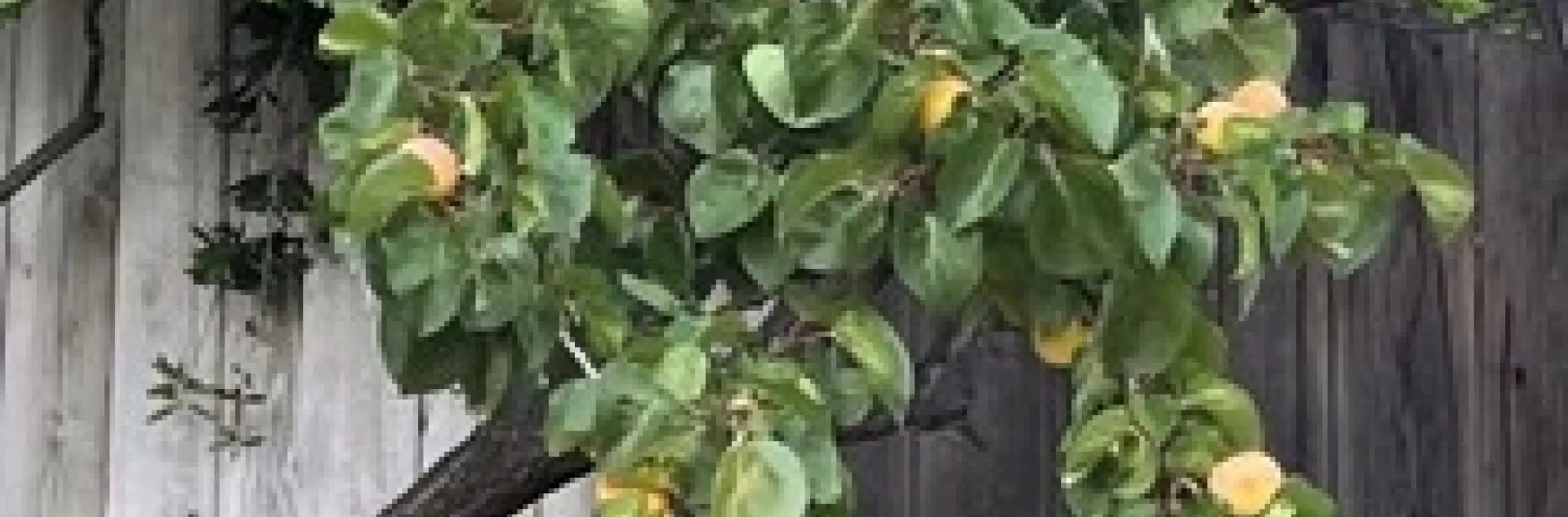 Prunus armeniaca. photo by Michelle Krespi