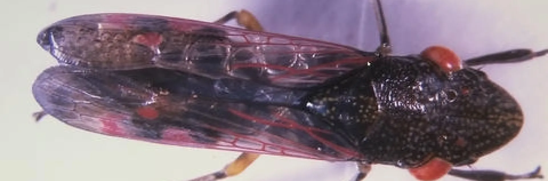 glassy winged sharpshooter