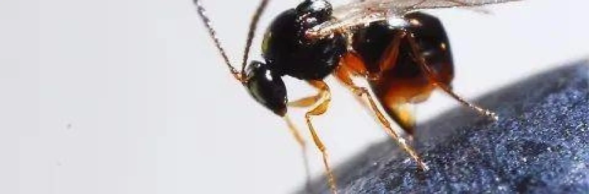 beneficial wasp G. brasiliensis Daane