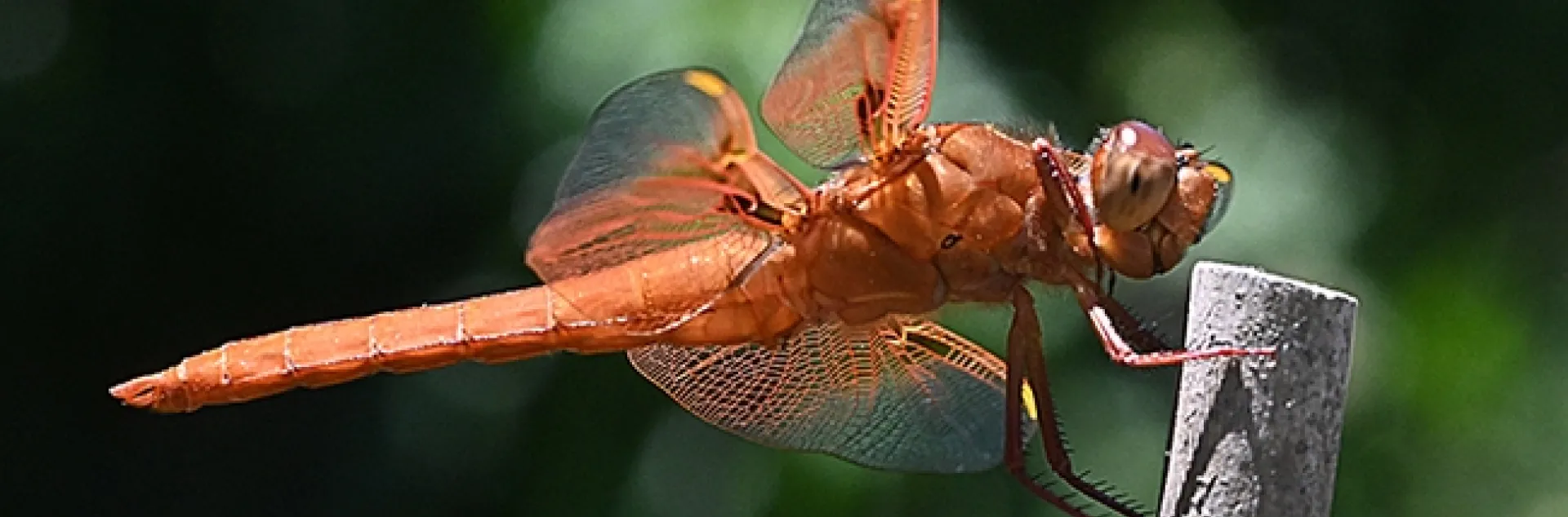 A red flameskimmer or firecracker skimmer (Libellula saturata) perches on a tomato stake in a Vacaville pollinator garden. (Photo by Kathy Keatley Garvey)