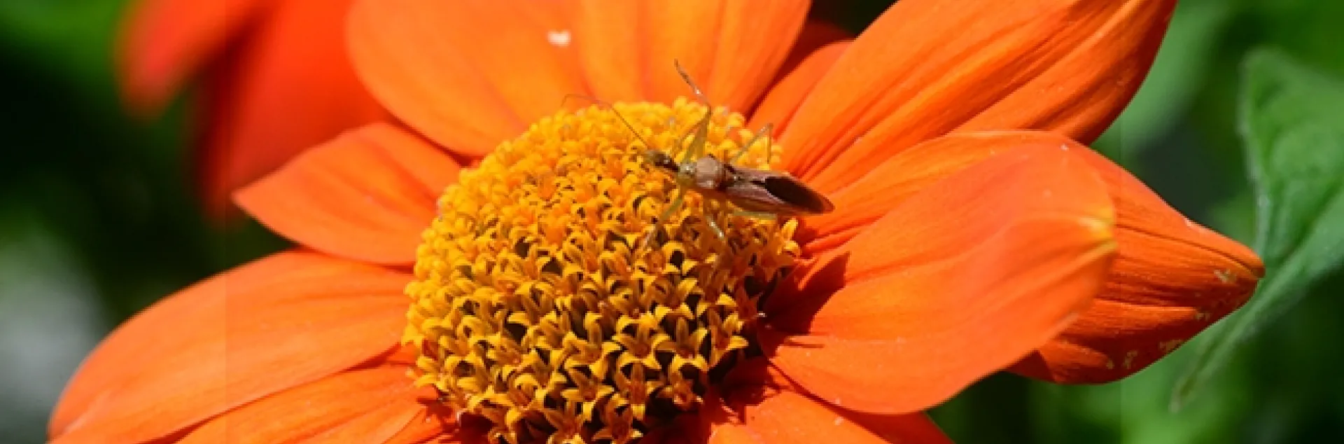An assassin bug, Zelus renardii,waits to ambush prey on a Mexican sunflower, Tithonia rotundifola. (Photo by Kathy Keatley Garvey)