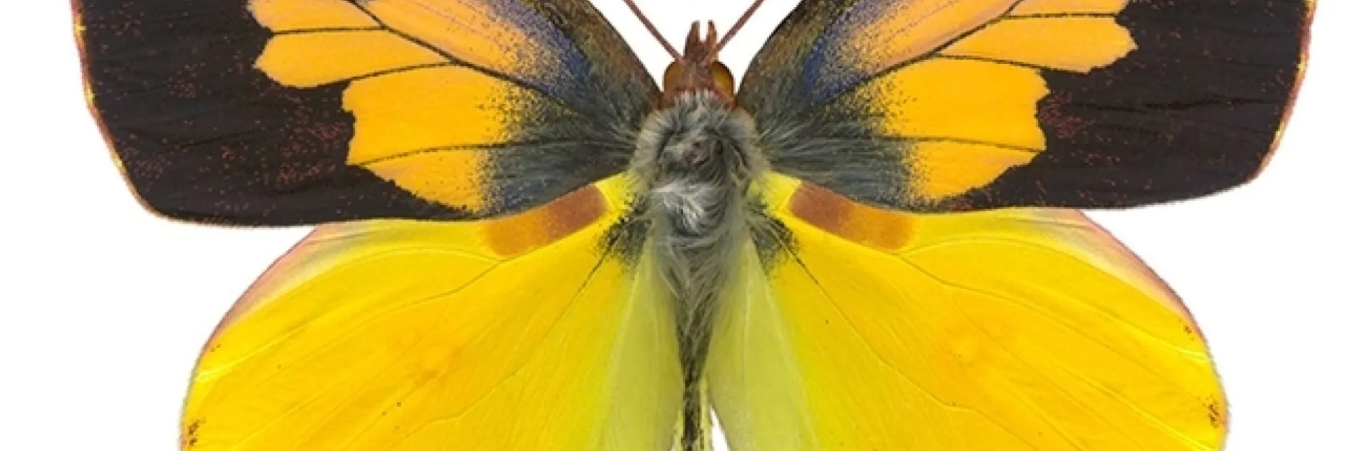 A male California dogface butterfly, Zerene eurydice. (Photo by Greg Kareofelas)