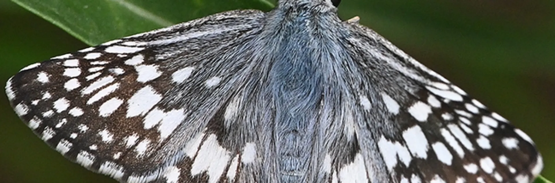 A common checkered skipper, Pyrgus communis, warming its flight muscles in Vacaville, Calif., on July 3, 2022. (Photo by Kathy Keatley Garvey)