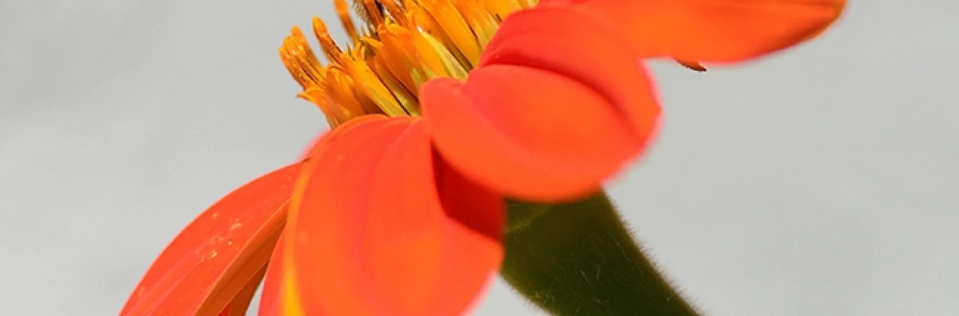 A female Melissodes agilis foraging on a Mexican sunflower, Tithonia rotundifola. (Photo by Kathy Keatley Garvey)