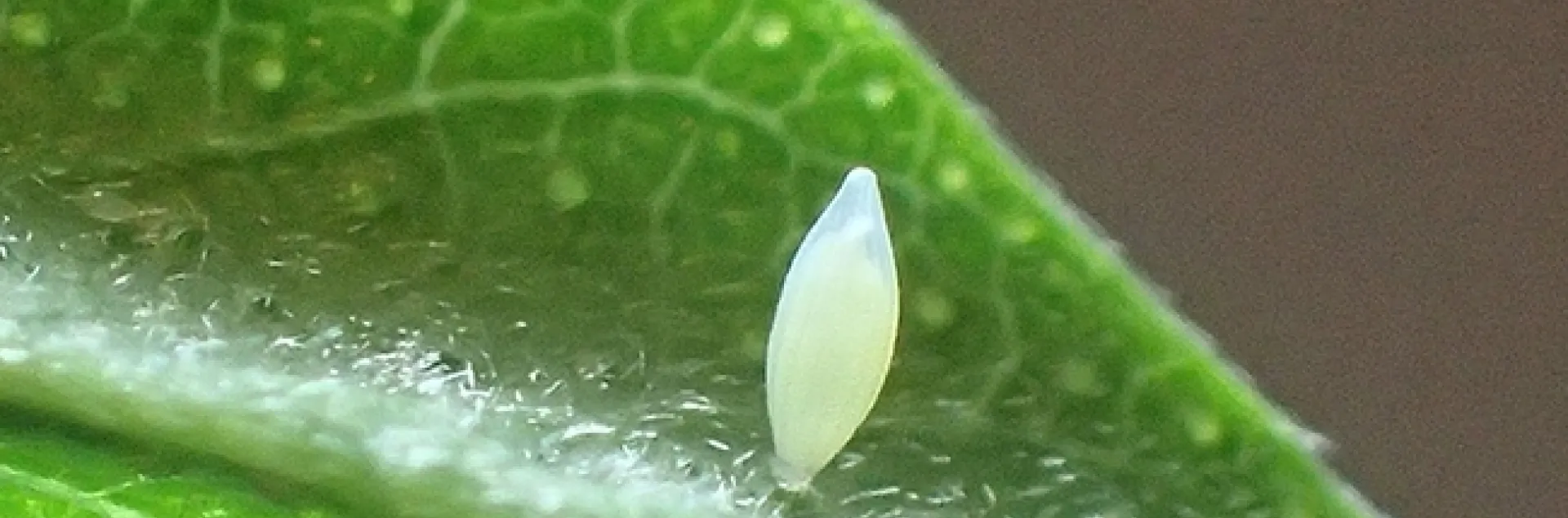 The egg of the California dogface butterfly, Zerene eurydice. (Photo by Greg Kareofelas)