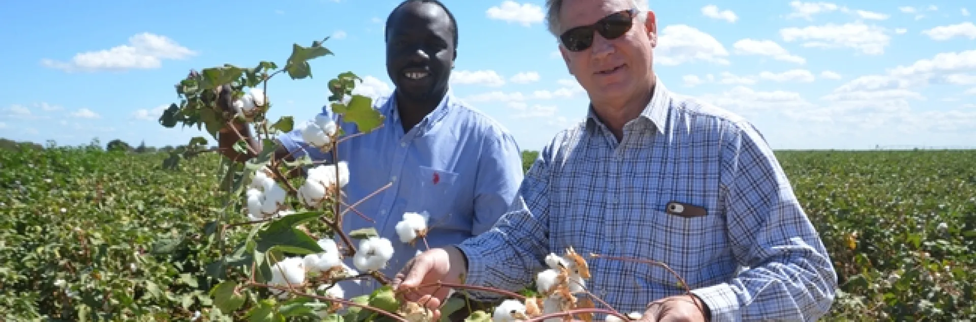 Dan and Isaya hold up cotton stalks loaded with fluffy white cotton bolls.