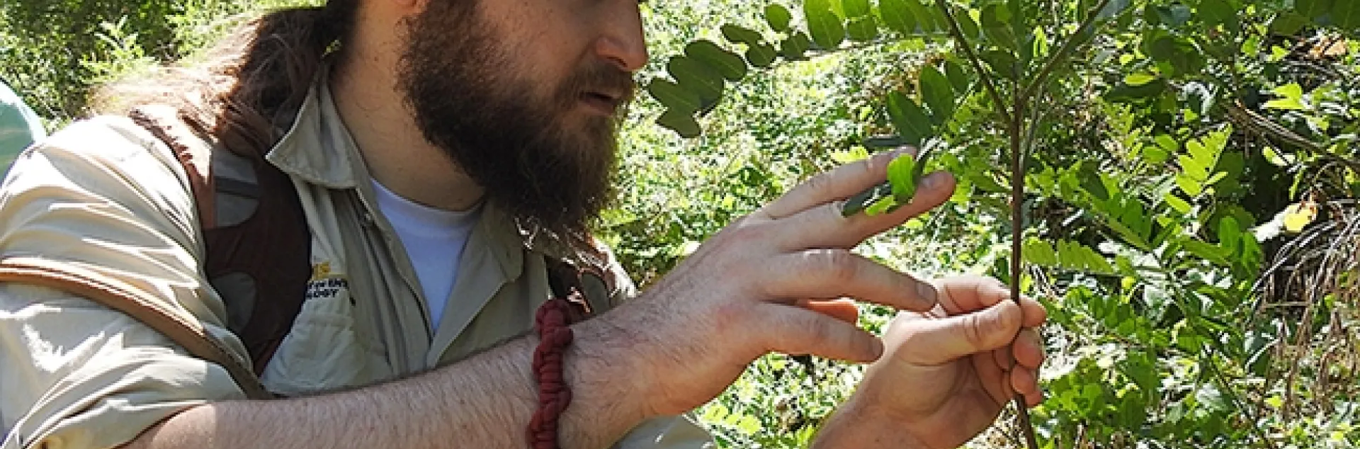 Entomologist Brennen Dyer, selected for a UC Davis Staff Assembly service award, checks out the host plant (false indigo, Amorpha californica) of the California dogface butterfly (Zerene eurydice) at its breeding ground in Auburn. (Photo by Kathy Keatley Garvey)