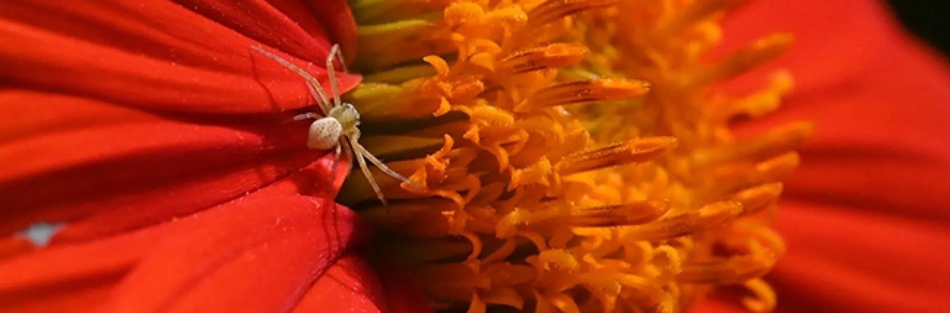 A crab spider on a Mexican sunflower is ready to ambush prey. (Photo by Kathy Keatley Garvey)