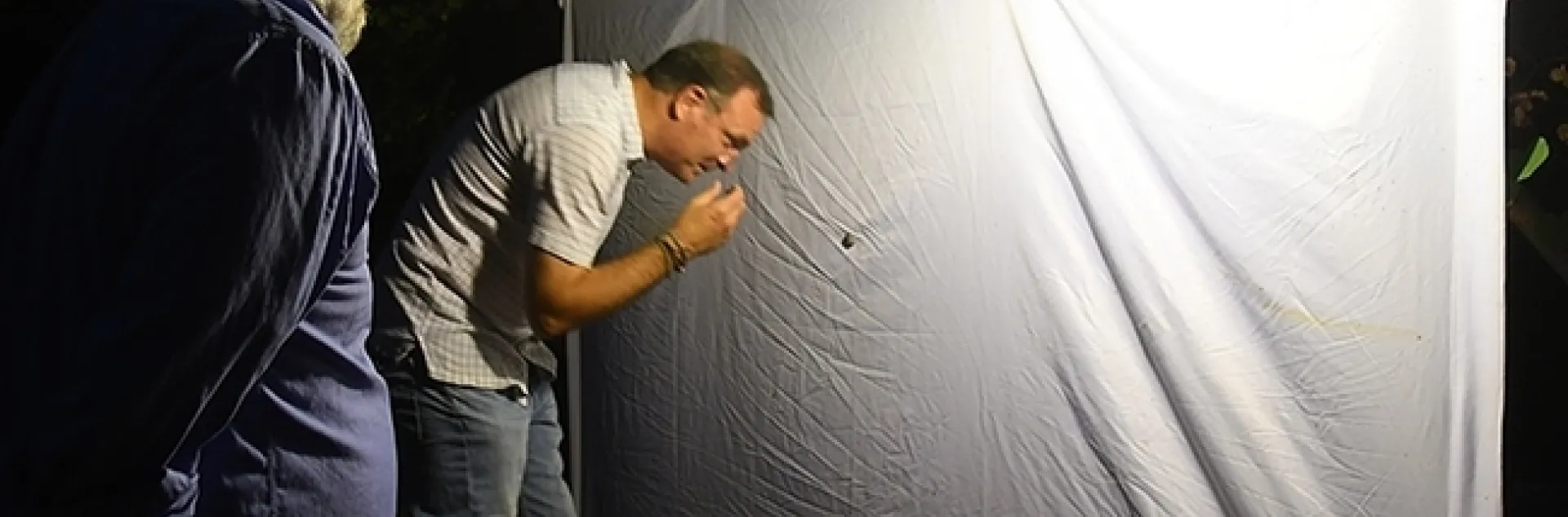 What's on the sheet? In this 2018 photo, UC Davis arachnologist Jason Bond checks for moths while "Moth Man" John De Benedictis observes. Bond, the Schlinder chair of Insect Systematics, UC Davis Department of Entomology and Nematology, was recently named associate dean of the College of Agricultural and Environmental Sciences. (Photo by Kathy Keatley Garvey)