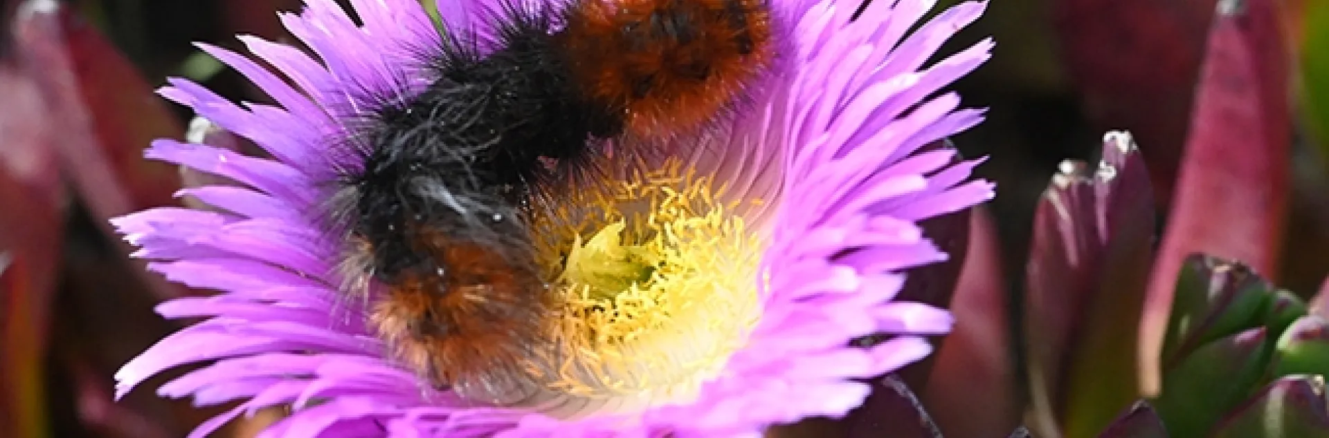 A wooly bear caterpillar investigating an ice plant on Bodega Head, Sonoma County, in April 2022.(Photo by Kathy Keatley Garvey)