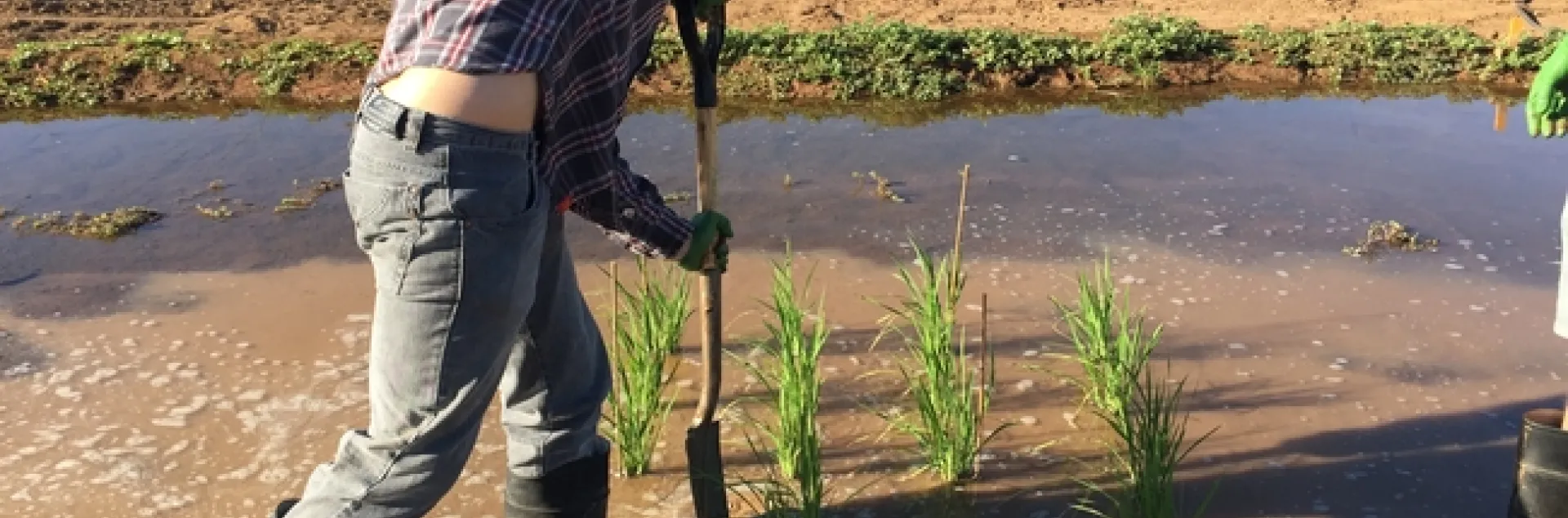 Un agricultor trabaja en un campo de arroz.
