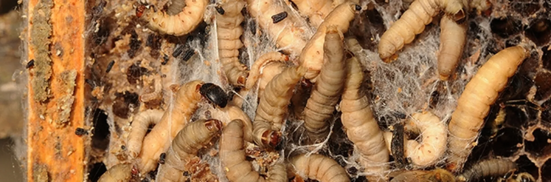 The larvae of the Greater Wax Moth (Galleria mellonella) inside a bee hive. The black dotes are small hive beetles. (Photo by Kathy Keatley Garvey)