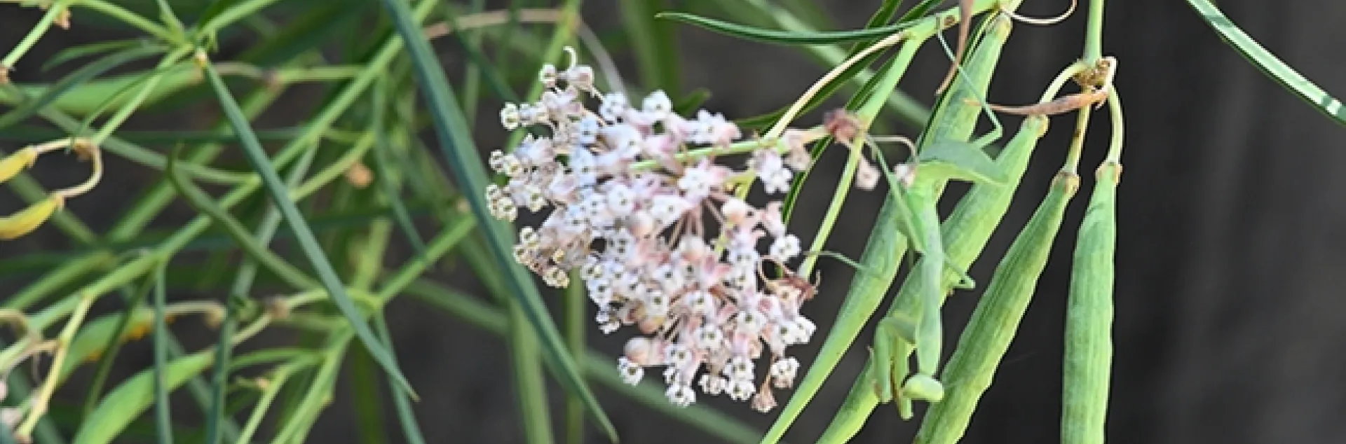 A praying mantis is camouflaged amid the green stems, seed pods and leaves of a native milkweed as she awaits prey. (Photo by Kathy Keatley Garvey)