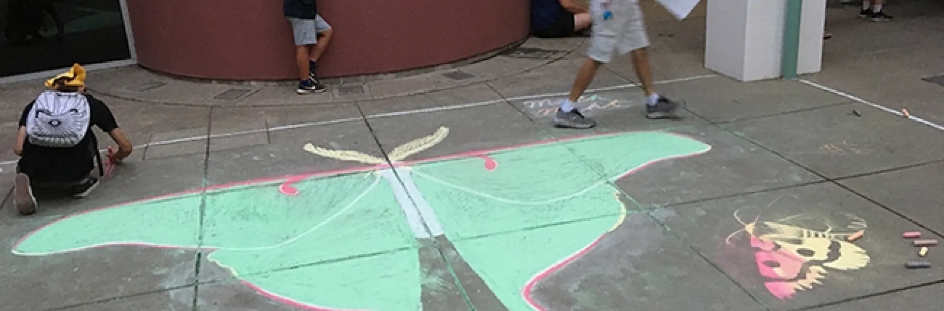 Chalk art of a Luna moth graced the entrance to the Bohart Museum of Entomology at UC Davis on Moth Night. (Photo by Tabatha Yang)