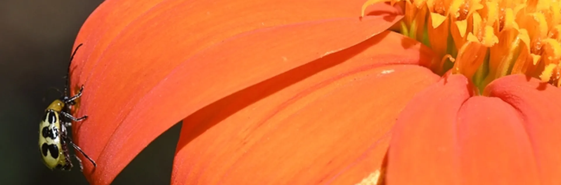 Wide angle shot of a western spotted cucumber beetle, Diabrotica undecimpunctata, chewing a hole in a petal of a Mexican sunflower, Tithonia rotundifola. (Photo by Kathy Keatley Garvey)
