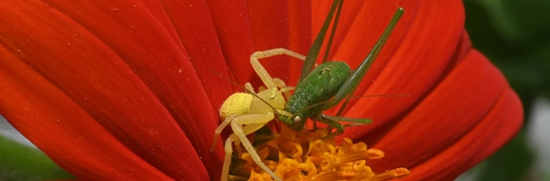 A crab spider administers a fatal bite on a katydid. (Photo by Kathy Keatley Garvey)