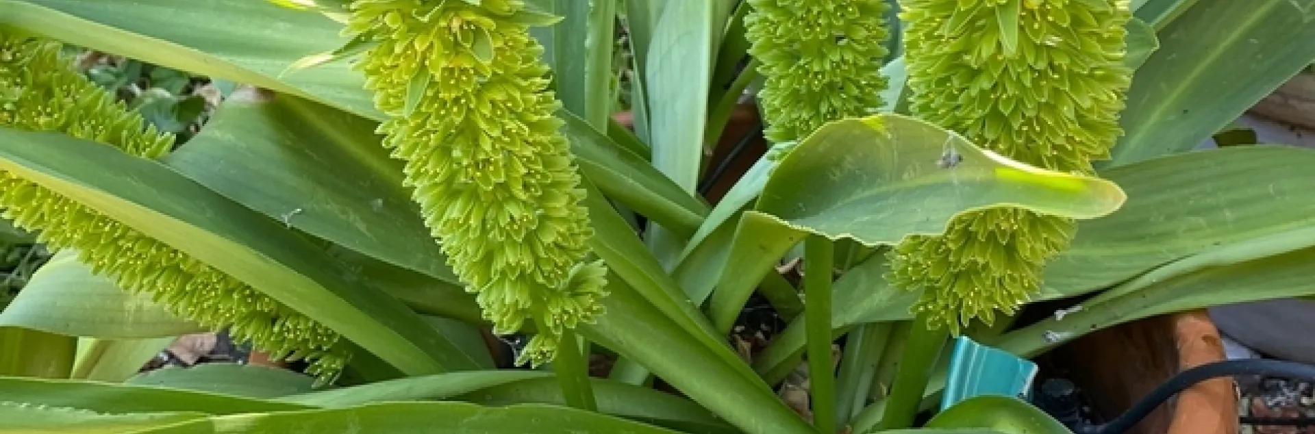 photos by Melissa Sandoval