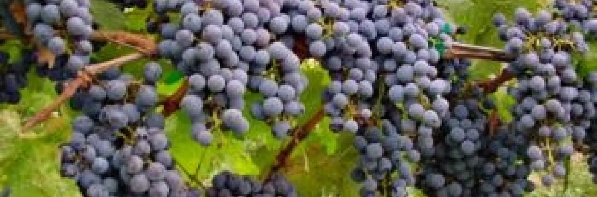 wine grapes