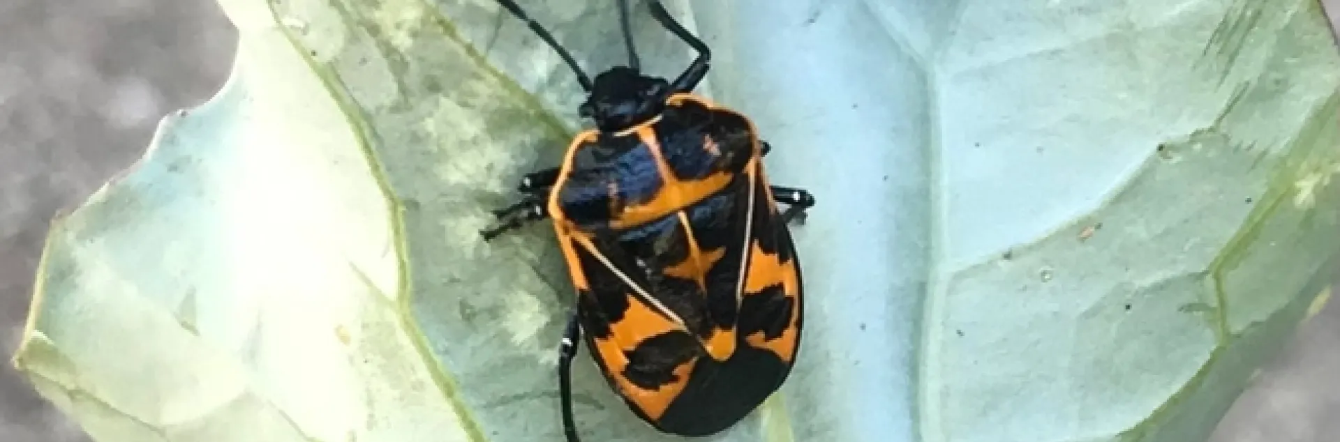 Harlequin Bug above and eggs and nymphs below. photos by Karen Metz
