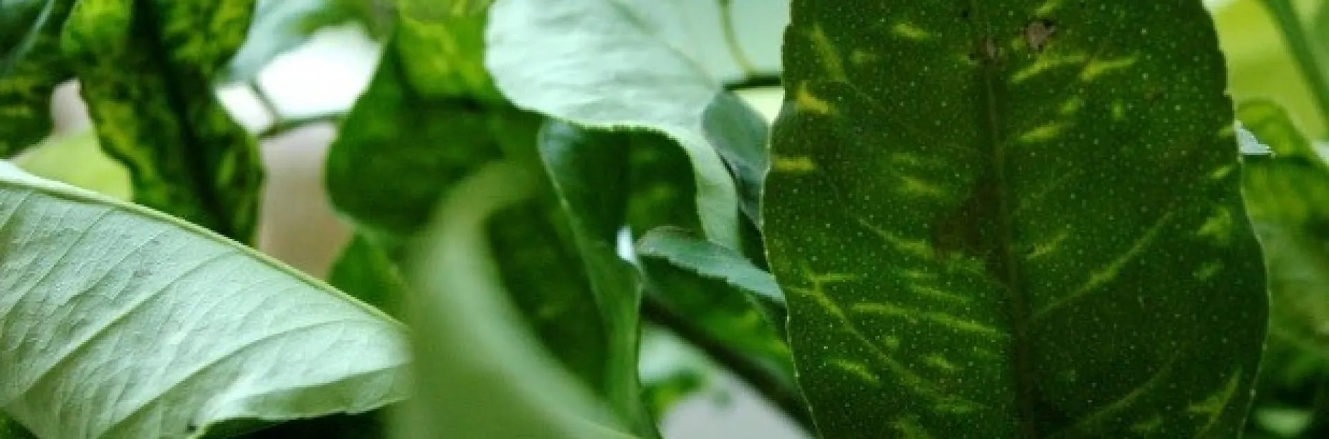 citrus yellow vein clearing virus