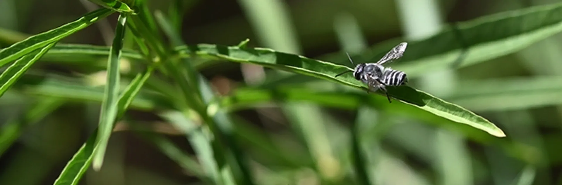 A leafcutter bee, Megachile spp., rests on a leaf of milkweed, Asclepias fascicularis, in a Vacaville, Calif. garden. Both are natives. (Photo by Kathy Keatley Garvey)