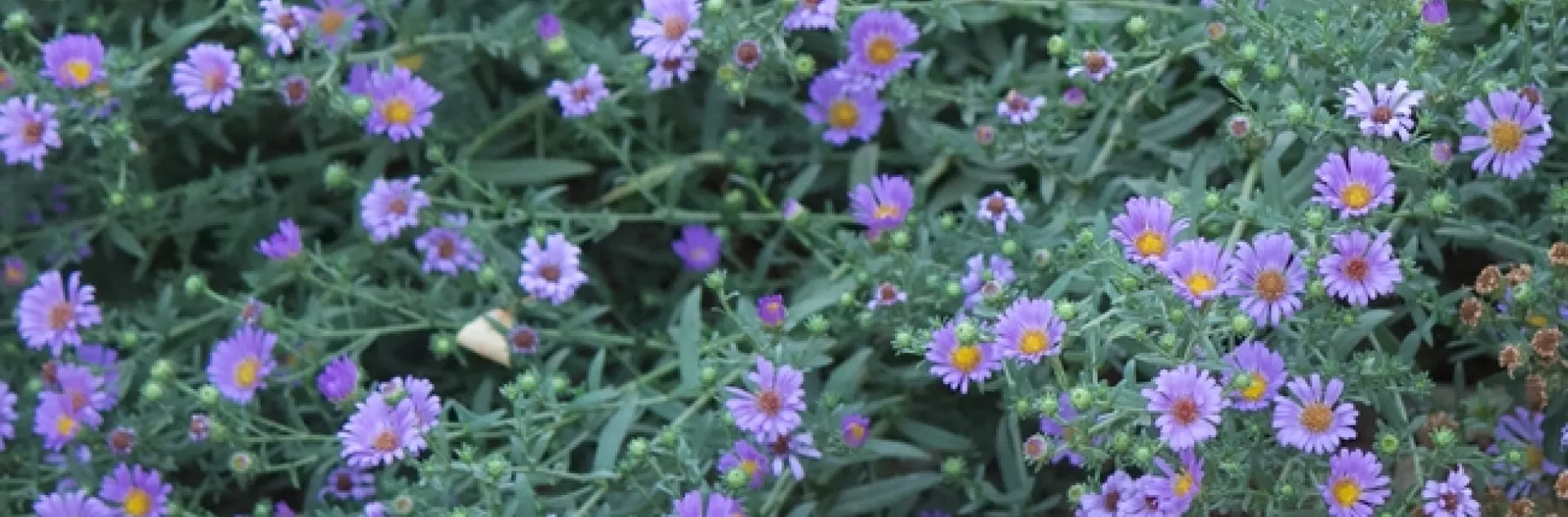 California aster 'Purple Haze' blooming