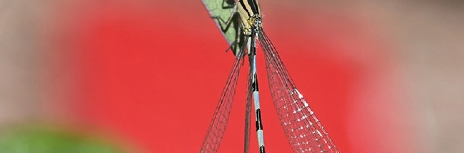 This damselfly appears framed "in the red" (a red vehicle light). (Photo by Kathy Keatley Garvey)