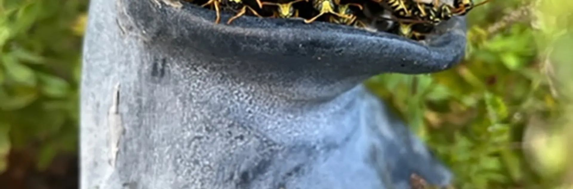 Adrienne R. Shapiro of Davis captured this image of a nesting European paper wasps in the mouth of a garden frog statue in a Davis neighborhood. (Photo courtesy of Adrienne R. Shapiro)