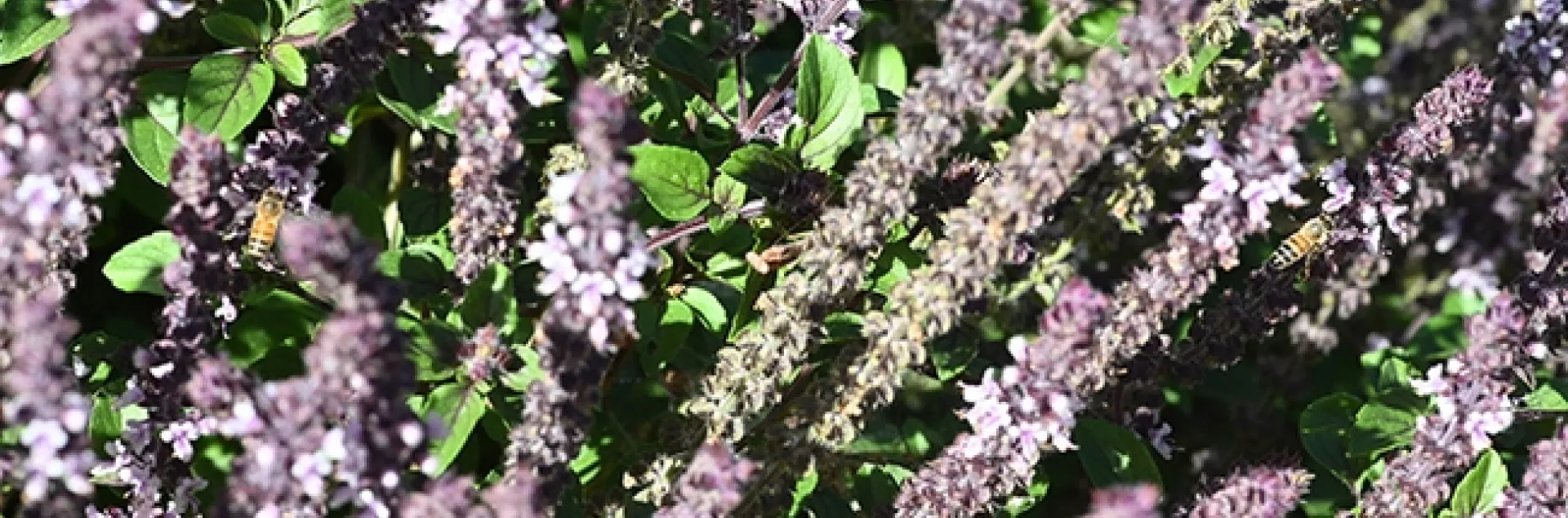 In this image, you can see two bees on the African blue basil. But can you find the praying mantis? (Photo by Kathy Keatley Garvey)