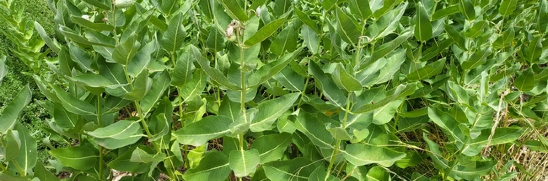 'Forest' of Milkweed - PPashby