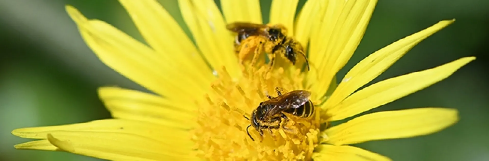 Native bees foraging on capeweed. (Photo by Kathy Keatley Garvey)