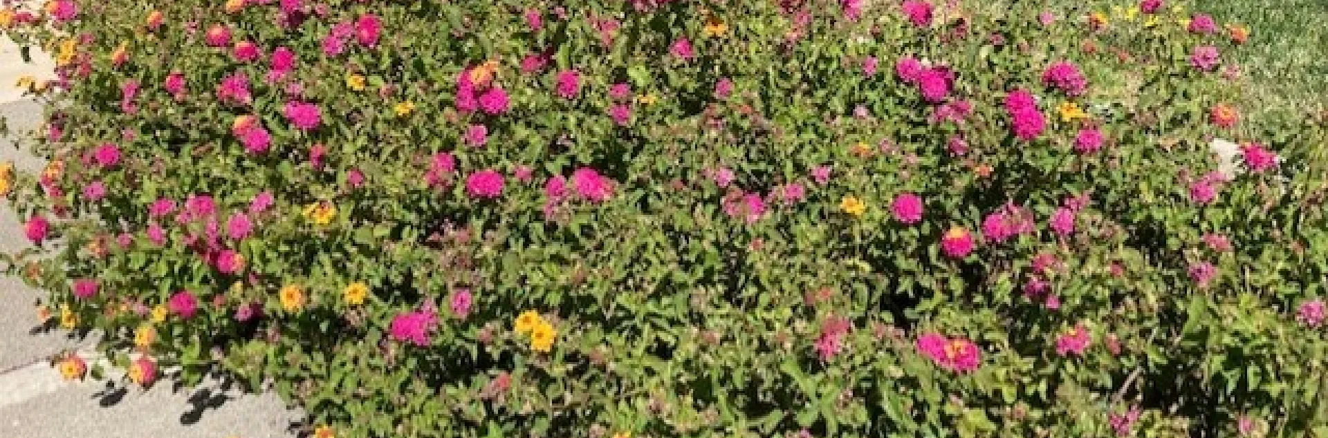 Lantana photo by Michelle Davis