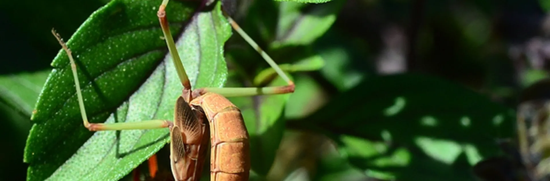 Green legs of this male praying mantis, Stagmomantis limbata, are camouflaged in this patch of African blue basil. (Photo by Kathy Keatley Garvey)