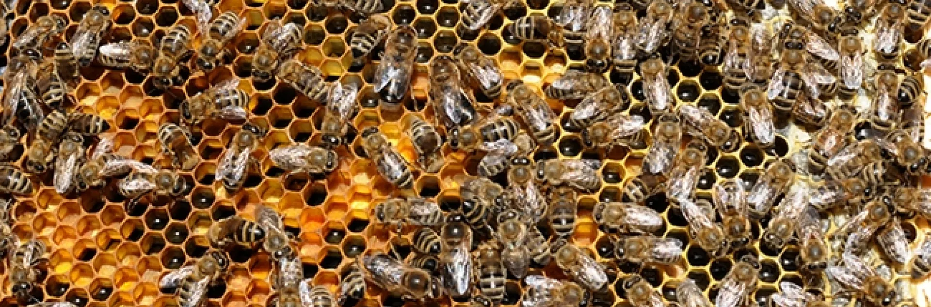 A departmental seminar on Sept. 28 will explore "The Effects of Ethyl Oleate Pheromone on Honey Bee (Apis mellifera) Overwintering Physiology." UC Davis master's student Nissa Coit will be giving her exit seminar. (Photo by Kathy Keatley Garvey)