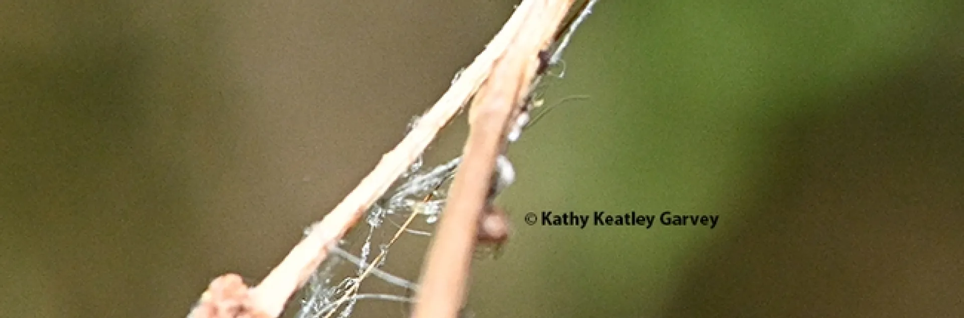 A lady beetle prepares for take-off in a Vacaville pollinator garden. (Photo by Kathy Keatley Garvey)