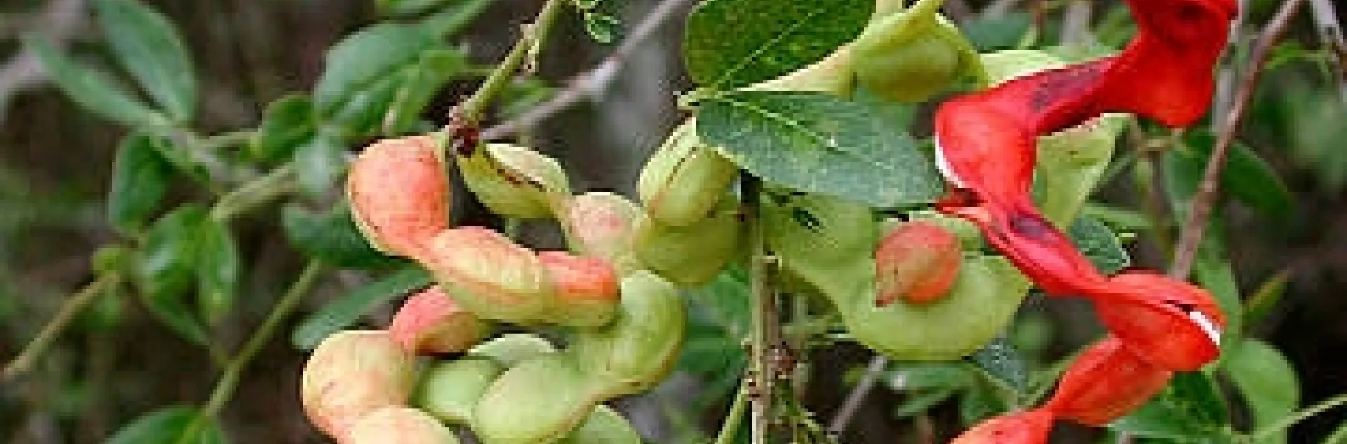 pithecellobium dulce fruit