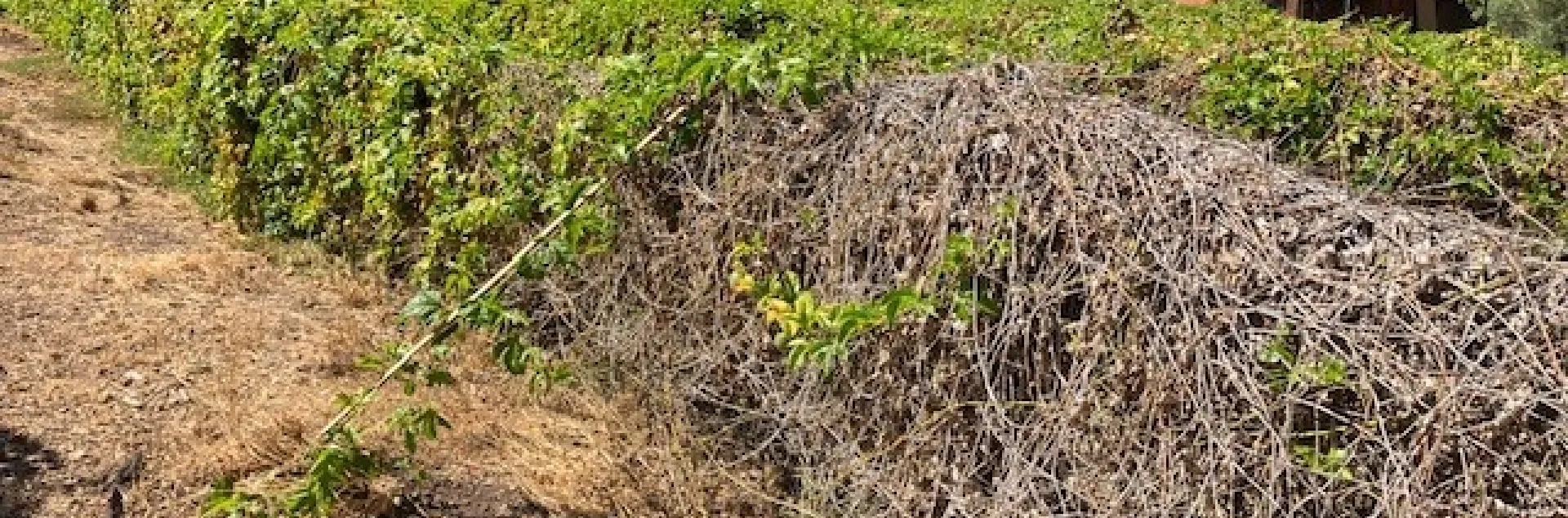 passionfruit dieback