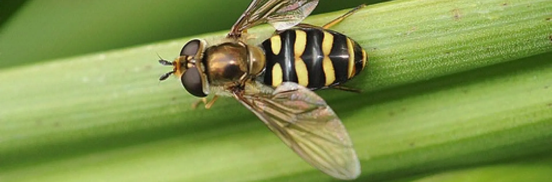 A syrphid fly, probably a Syrphus opinator, warms its flight muscles in the Ruth Risdon Storer Garden, part of the UC Davis Arboretum and Public Garden. (Photo by Kathy Keatley Garvey)