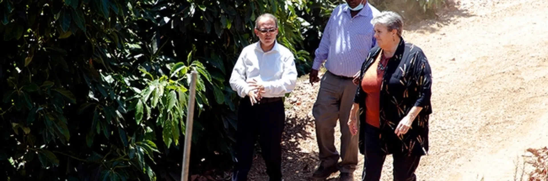 Ali Montazar, Oli Bachie and Glenda Humiston walk beside an avocado orchard.