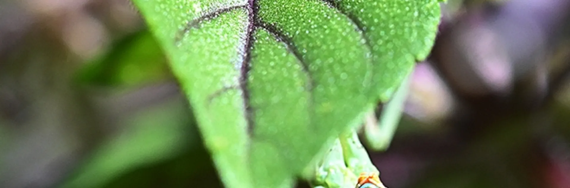 A praying mantis, a Stagmomantis limbata, hides beneath an African blue basil leaf in a Vacaville pollinator garden. (Photo by Kathy Keatley Garvey)