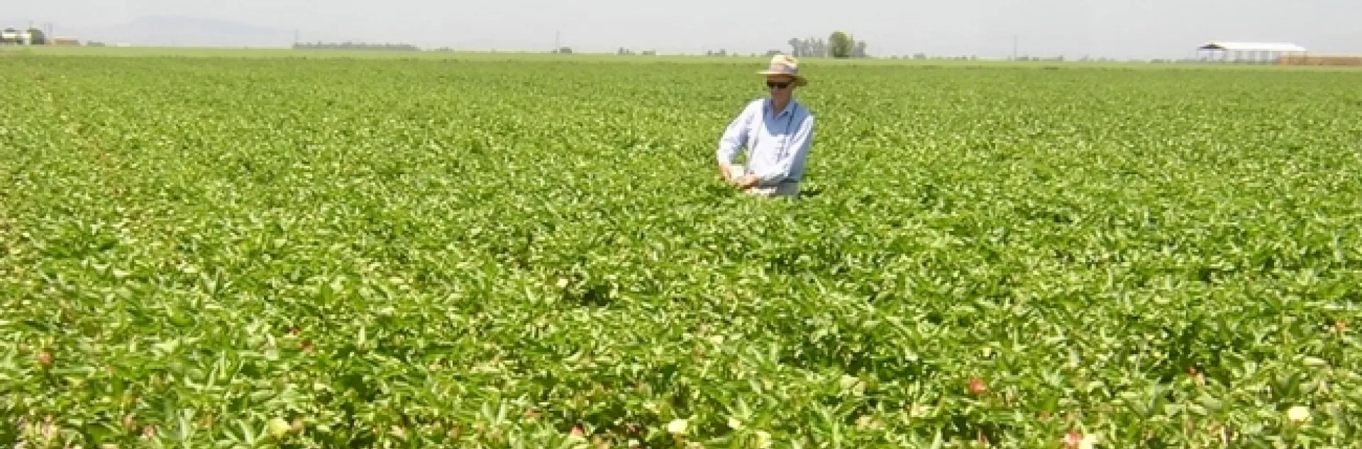 Bill Weir standing waist high in a cotton field at bloom.