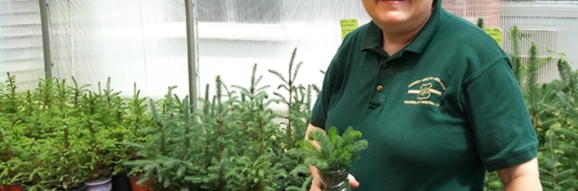 Research entomologist Melody Keena of the U.S. Forest Service's Northern Research Station, Hamden, Conn., is pictured in a greenhouse where "we rear plants to use."