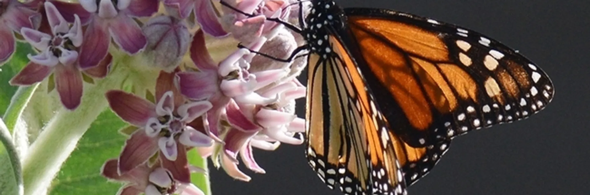 A monarch butterfly nectaring on a showy milkweed, Asclepias speciosa, in Vacaville, California in June, 2016. (Photo by Kathy Keatley Garvey)