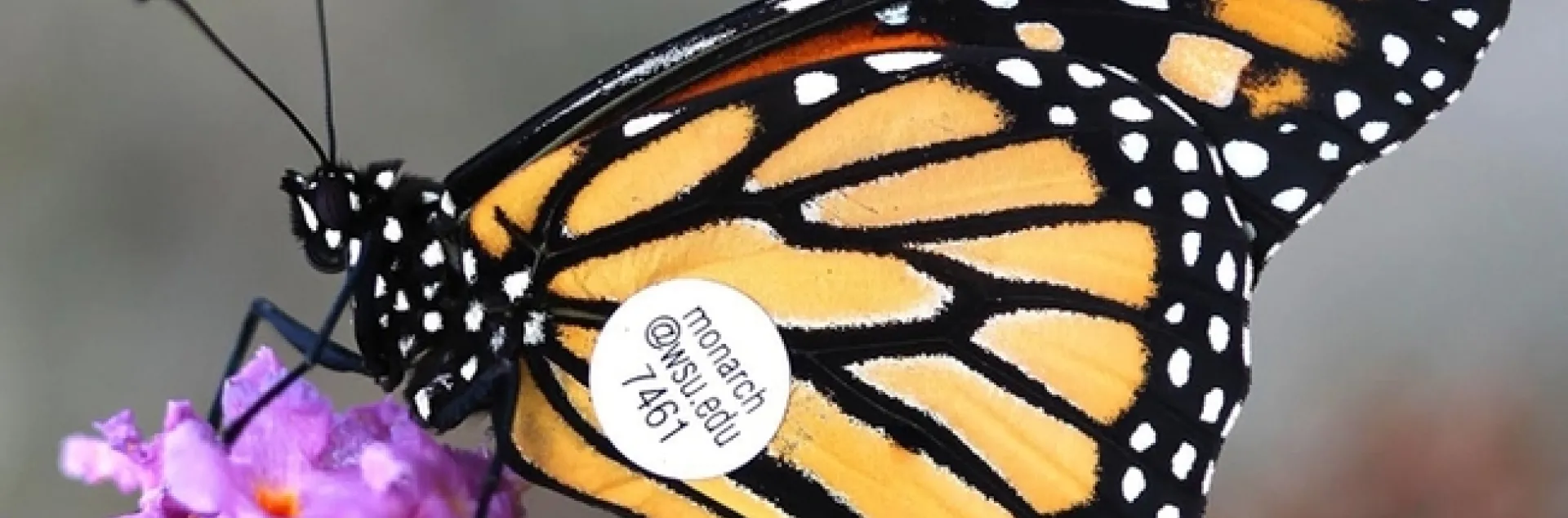 A WSU-tagged monarch. (Photo by WSU entomologist David James)