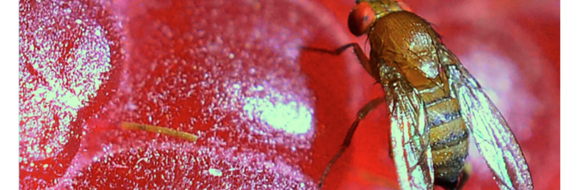 Cover image of the Journal of Economic Entomology. (Photo by Kathy Keatley Garvey)