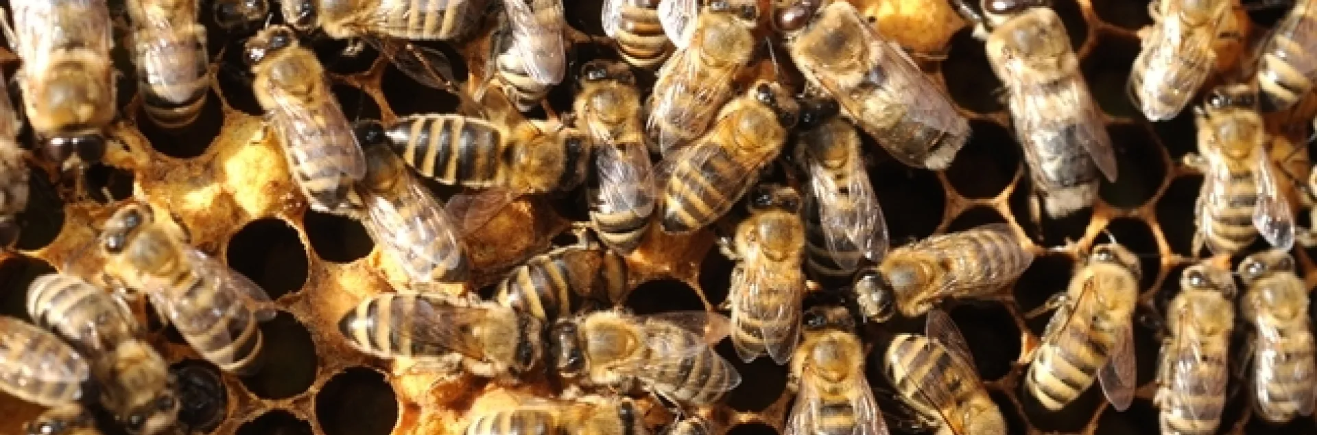 Worker bees are aptly named. They comprise most of the bees in the colony and do most of the work. (Photo by Kathy Keatley Garvey)