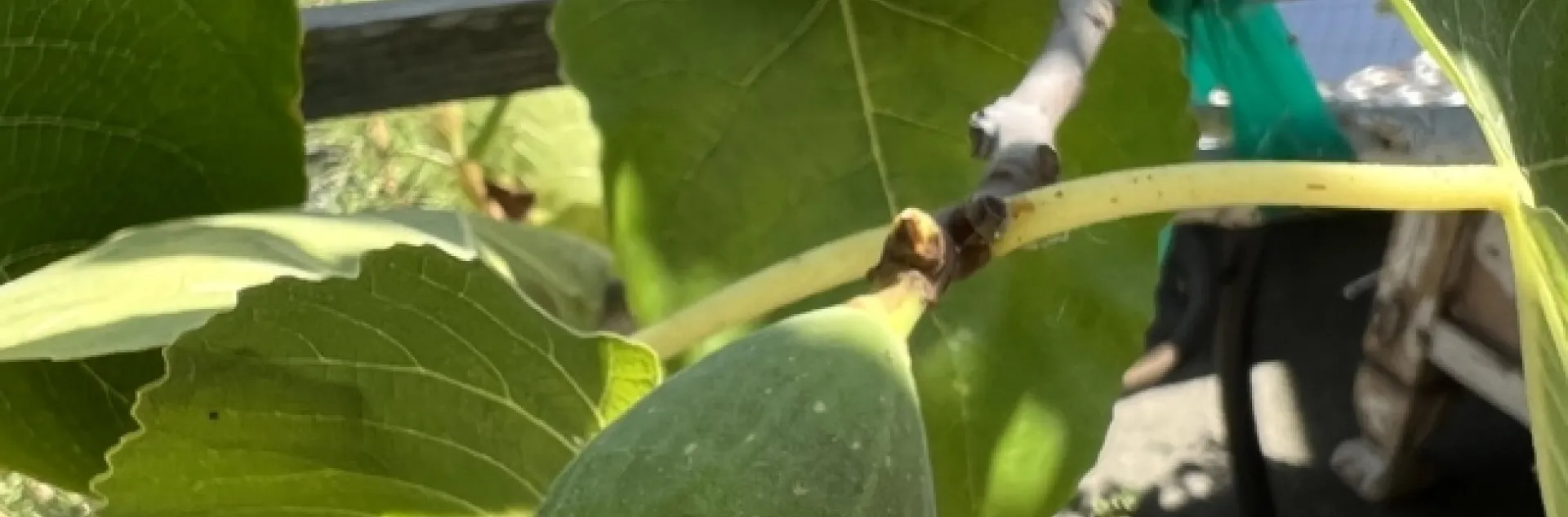 Our fig. photo by Kathy Craig