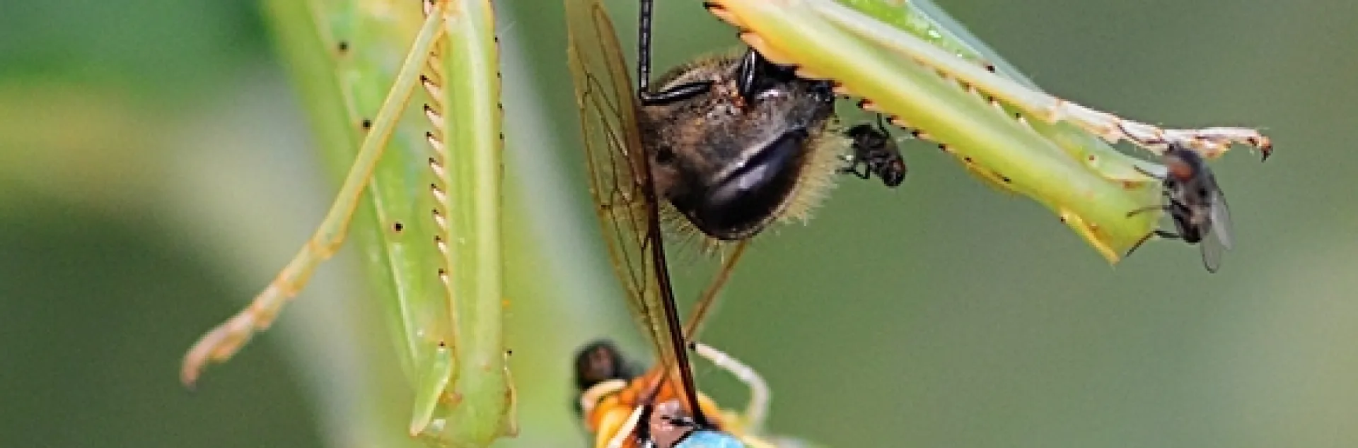 A praying mantis and freeloader flies dining on a honey bee. (Photo by Kathy Keatley Garvey)