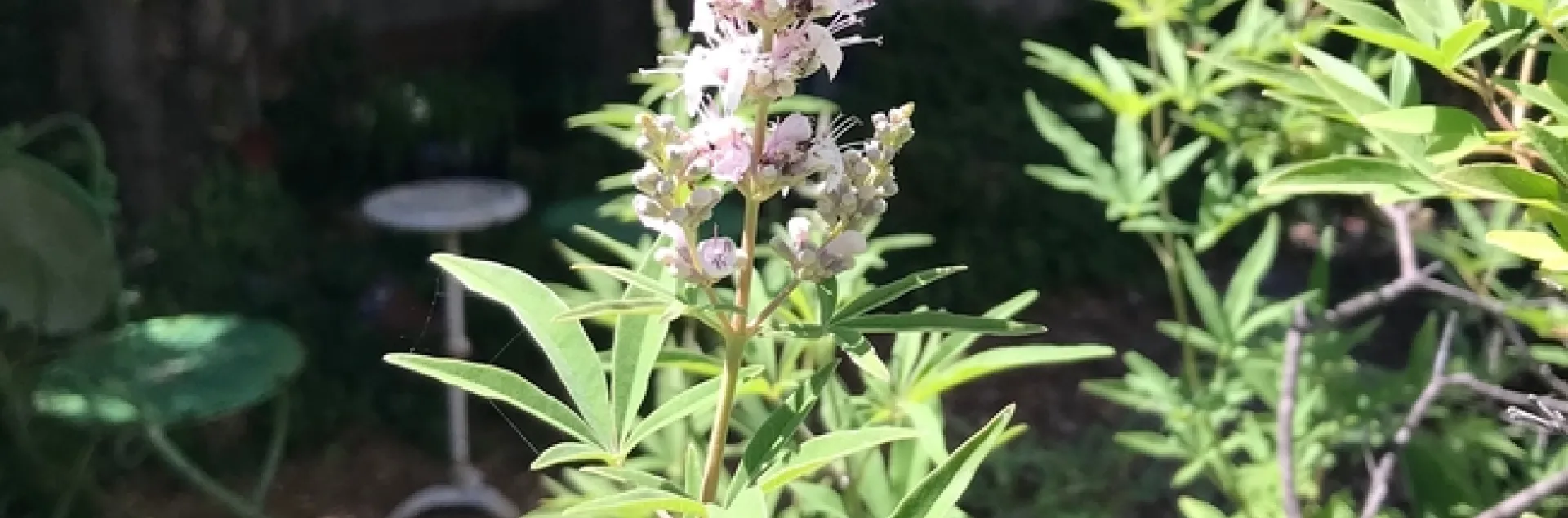Chaste Tree Flower. photos by Karen Metz