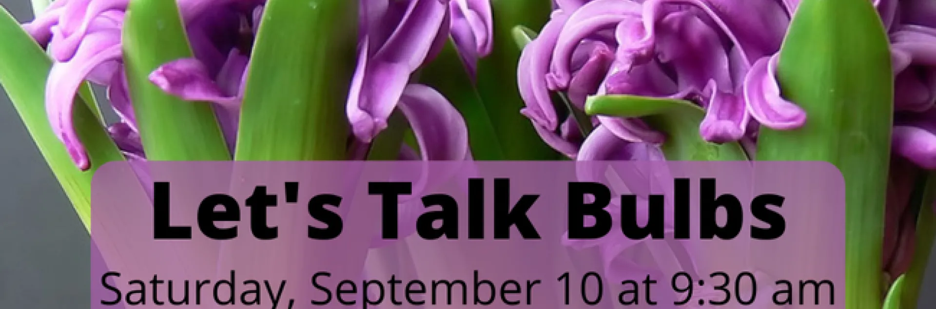 MGS-bulbs 9-10-22 dunnell